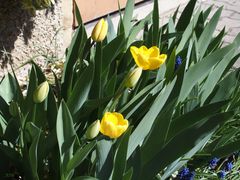 Tulpen im Garten