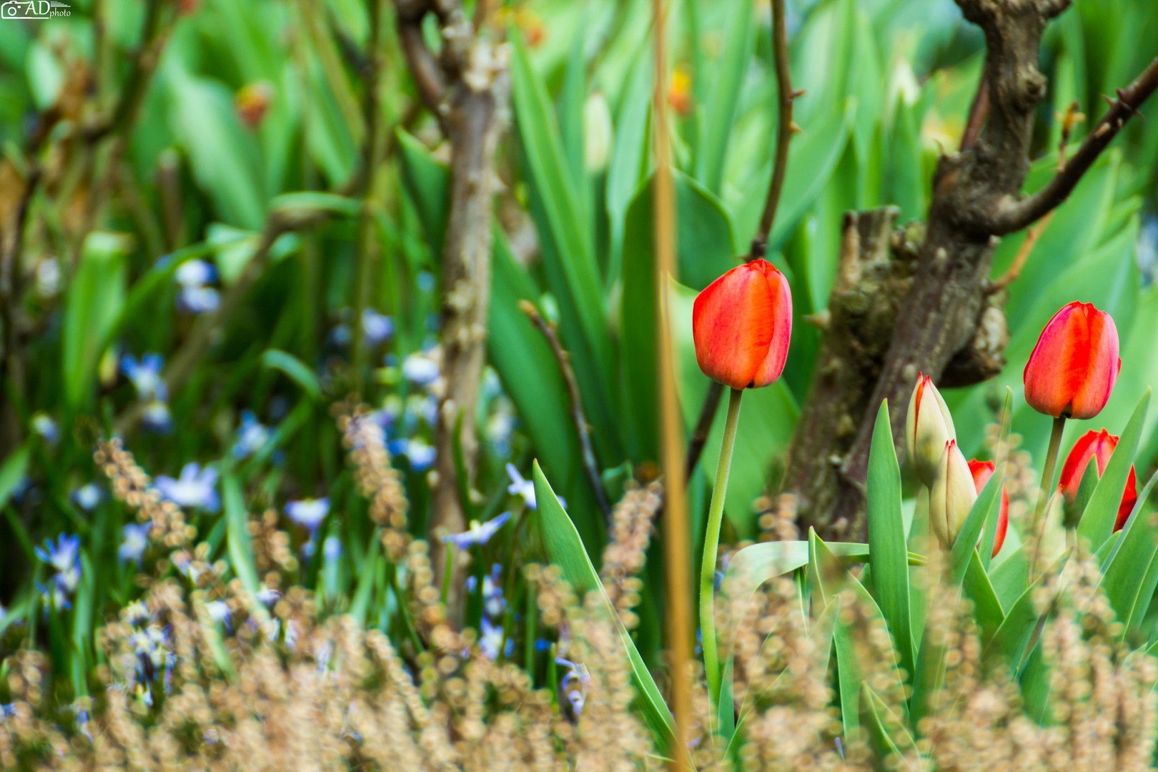 Tulpen im Garten