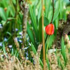 Tulpen im Garten