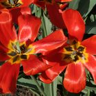 Tulpen im Garten des Palais Liechtenstein