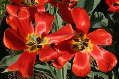 Tulpen im Garten des Palais Liechtenstein