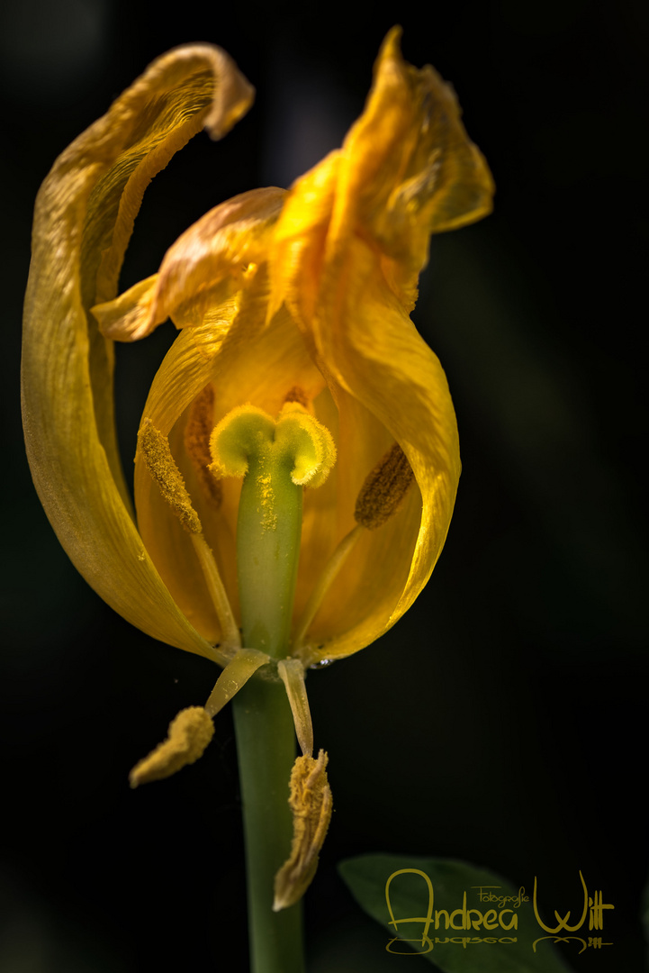 Tulpen im Garten