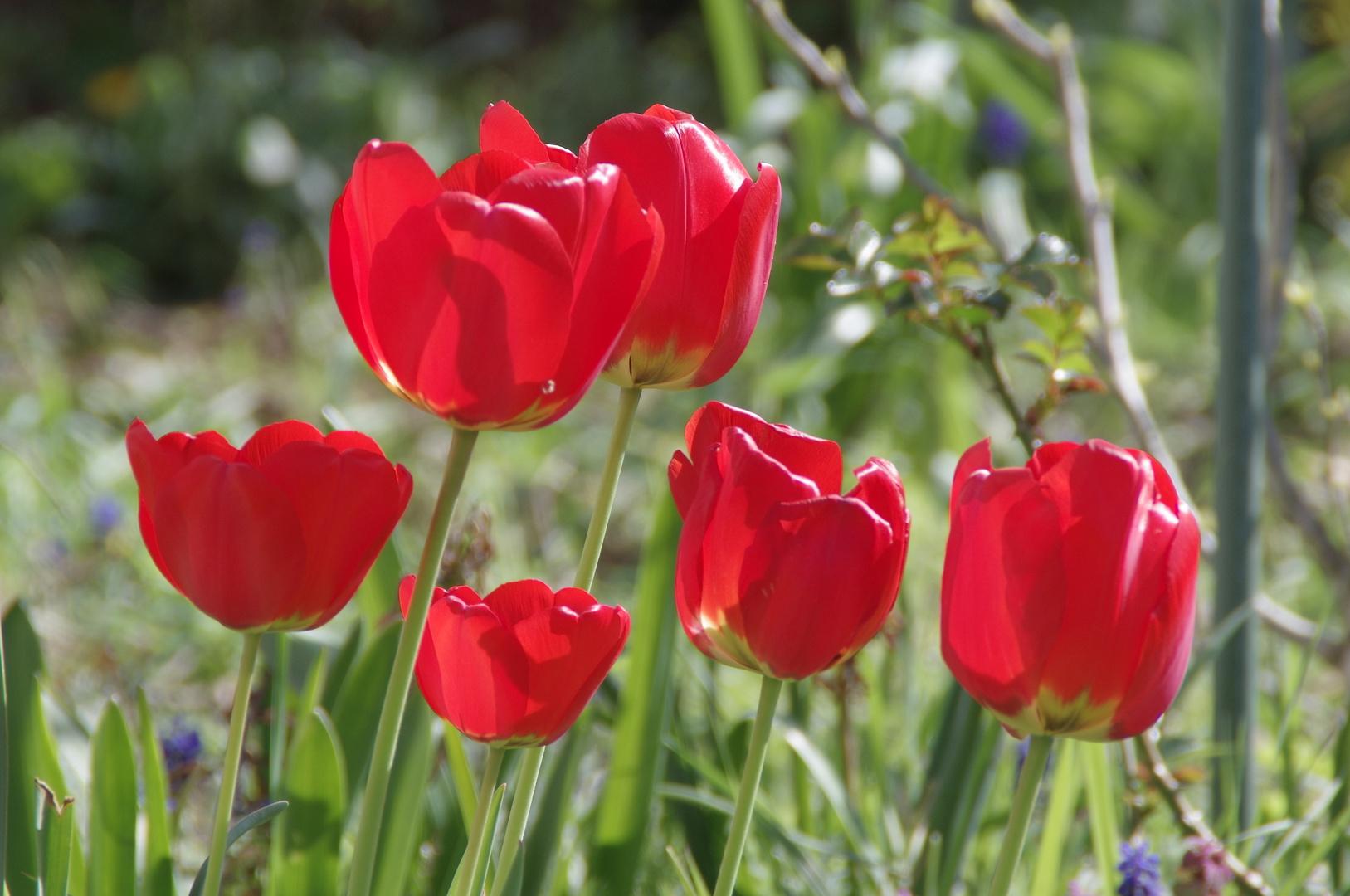 Tulpen im Garten