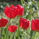 Tulpen im Garten