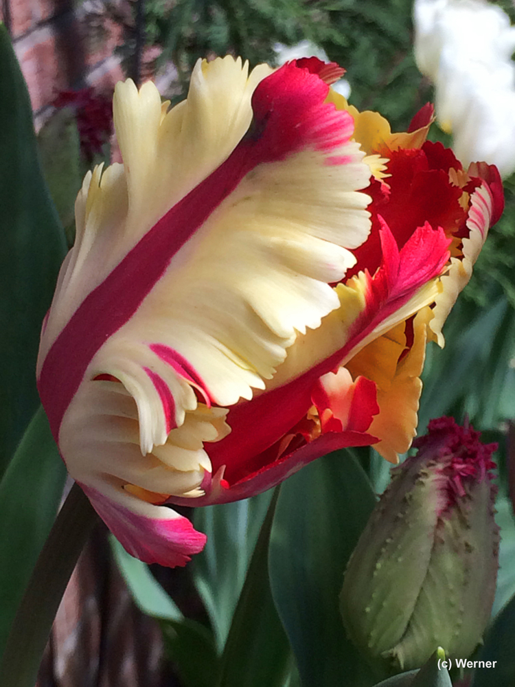 Tulpen im Garten