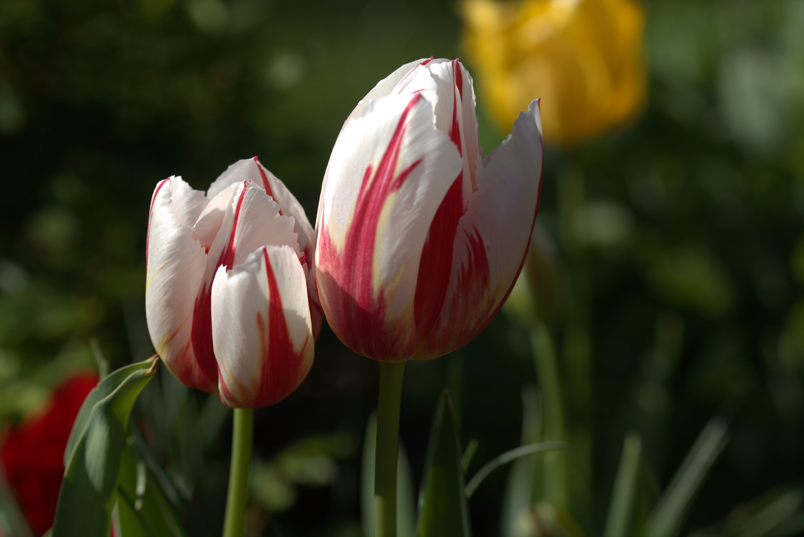 Tulpen im Garten