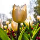 Tulpen im Gegenlicht