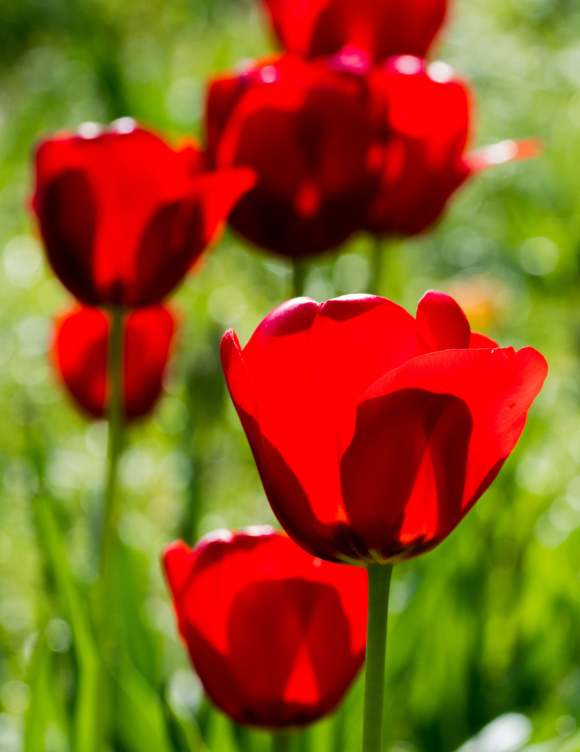 Tulpen im Gegenlicht