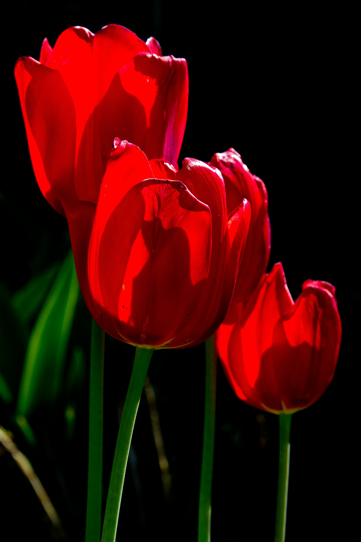 Tulpen im Gegenlicht