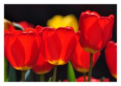 Tulpen im Gegenlicht