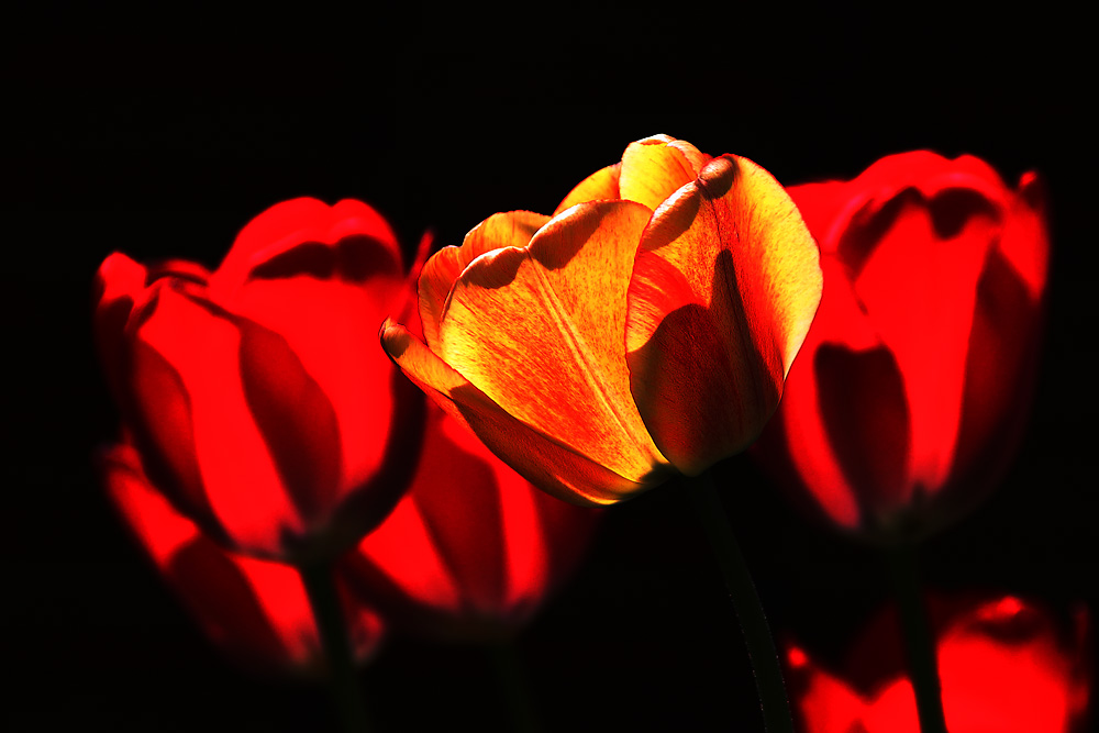 Tulpen im Gegenlicht