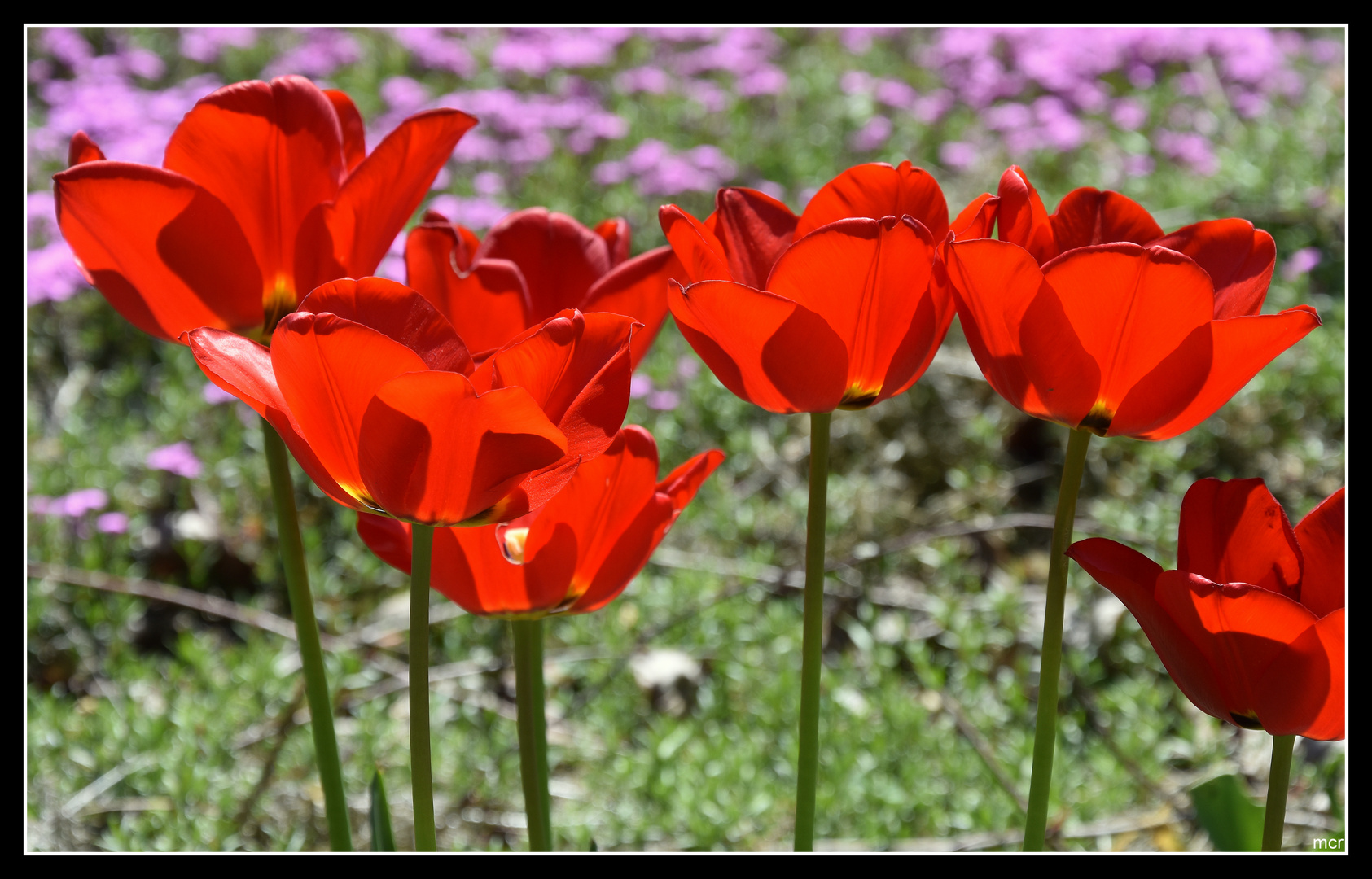 Tulpen im Gegenlicht