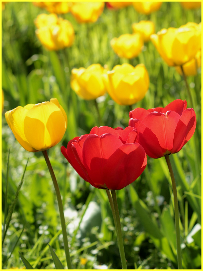 ++ Tulpen im Gegenlicht ++