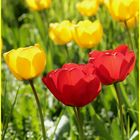 ++ Tulpen im Gegenlicht ++