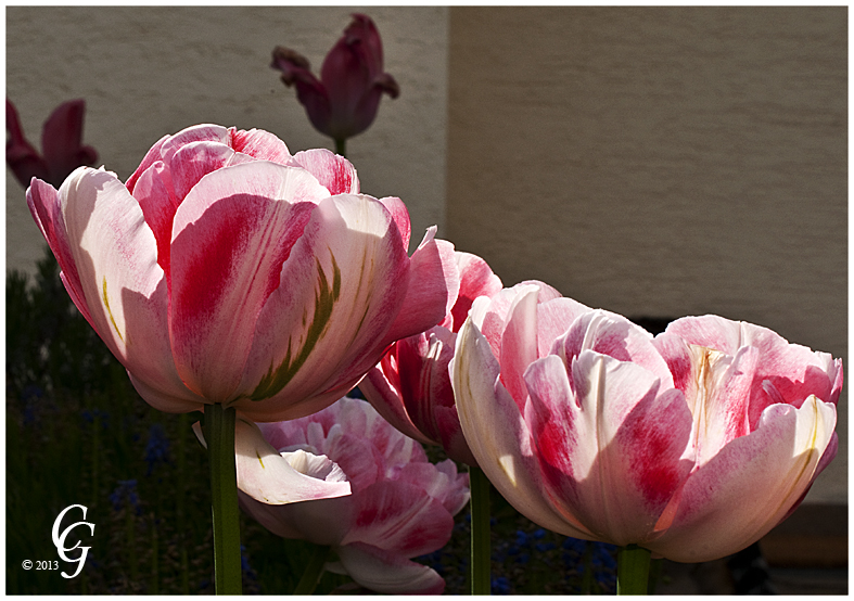 Tulpen im Gegenlicht