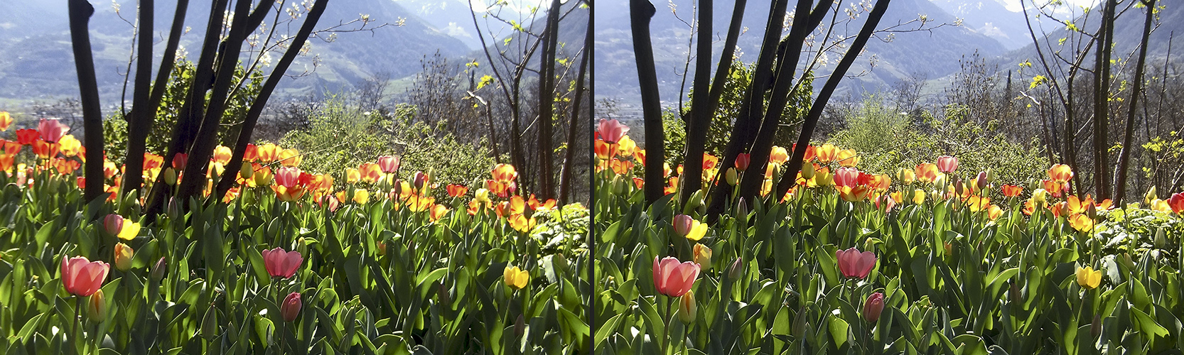 Tulpen im Gegenlicht (3D)