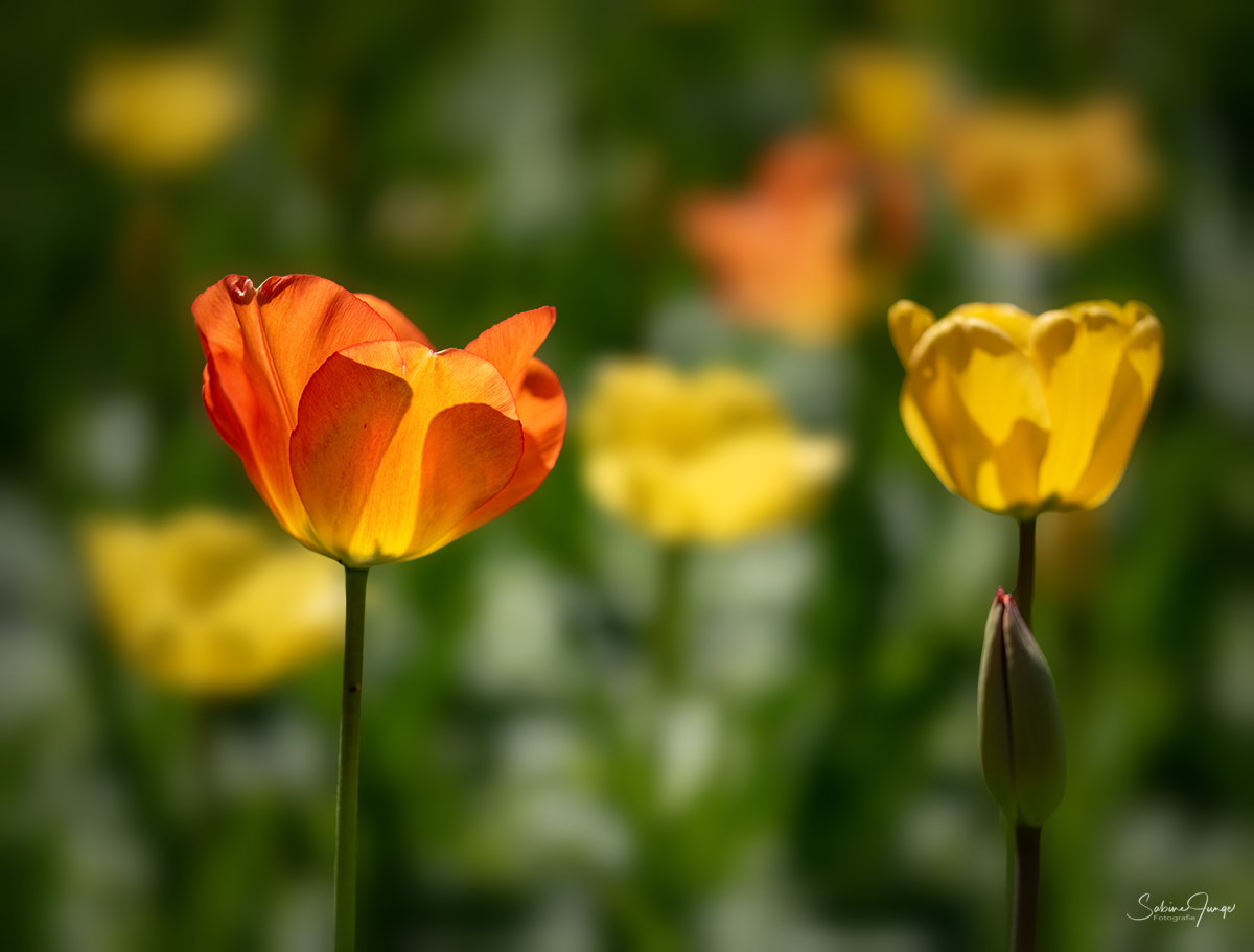 Tulpen im Gegenlicht