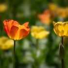 Tulpen im Gegenlicht