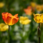 Tulpen im Gegenlicht