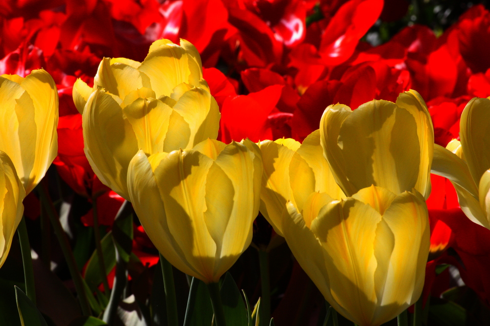 Tulpen im Gegenlicht