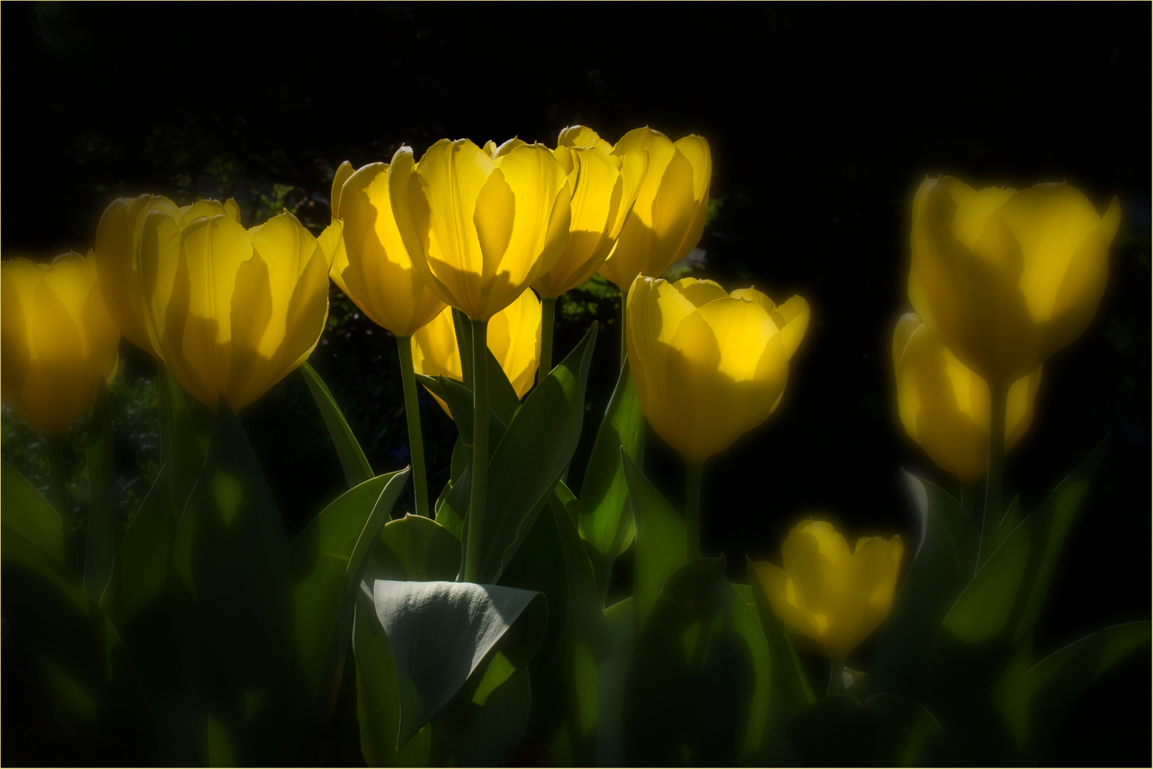 Tulpen im Gegenlicht