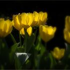 Tulpen im Gegenlicht