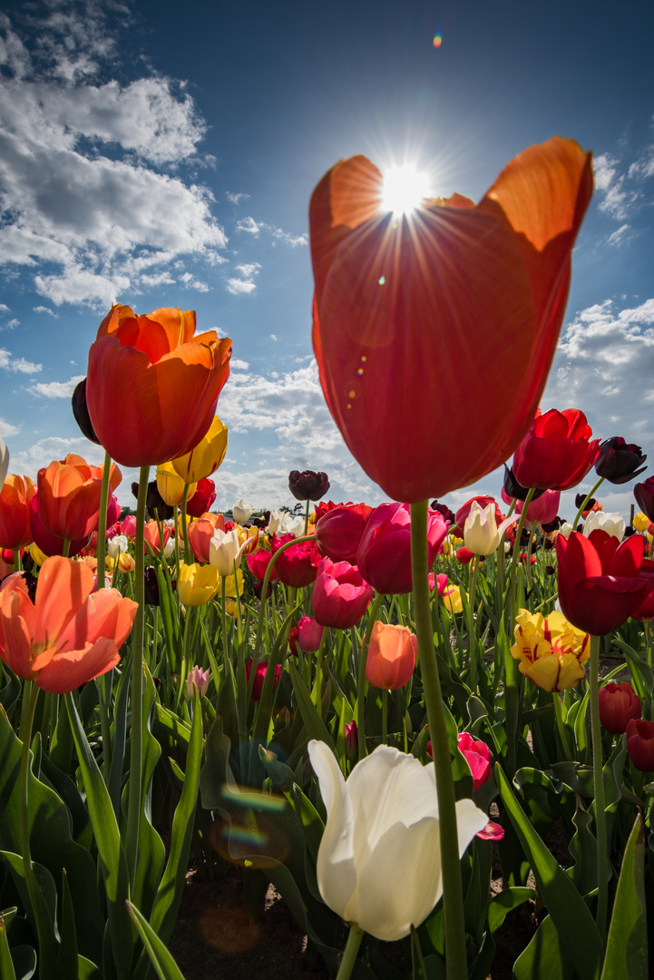 Tulpen im Gegenlicht