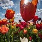 Tulpen im Gegenlicht