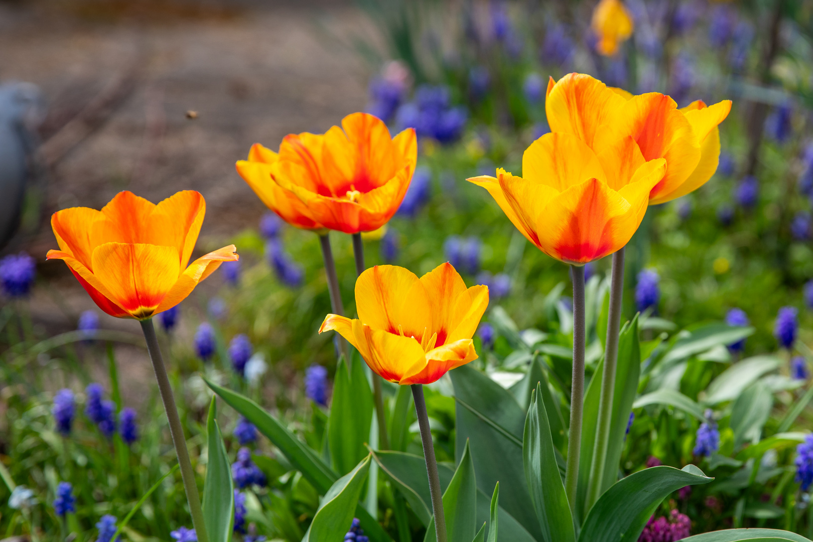 Tulpen im Gegenlicht