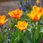 Tulpen im Gegenlicht