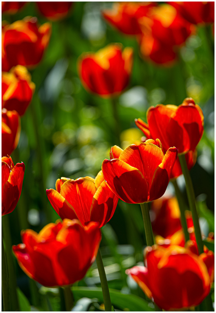 Tulpen im Gegenlicht