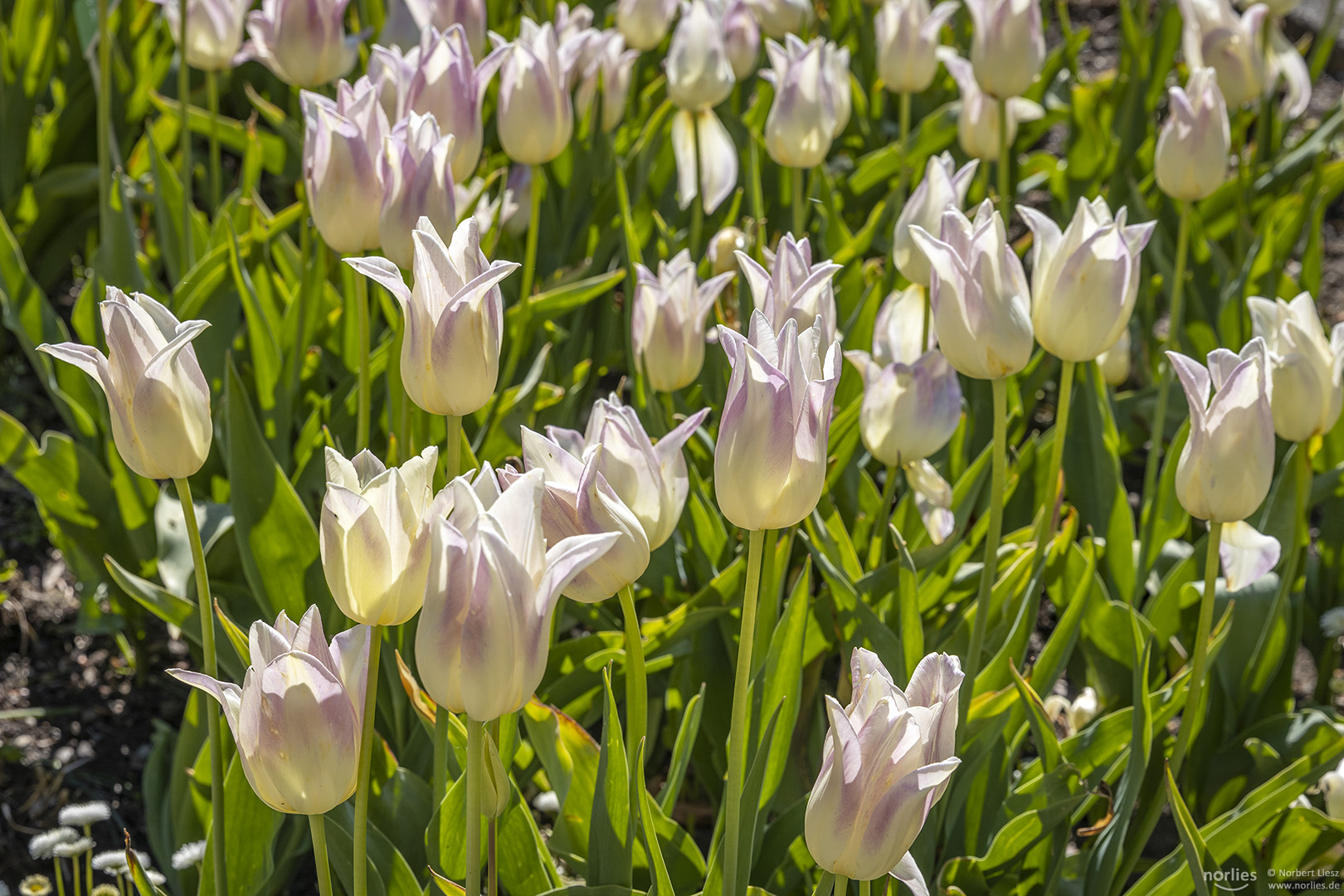 Tulpen im Gegenlicht