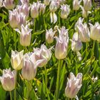 Tulpen im Gegenlicht