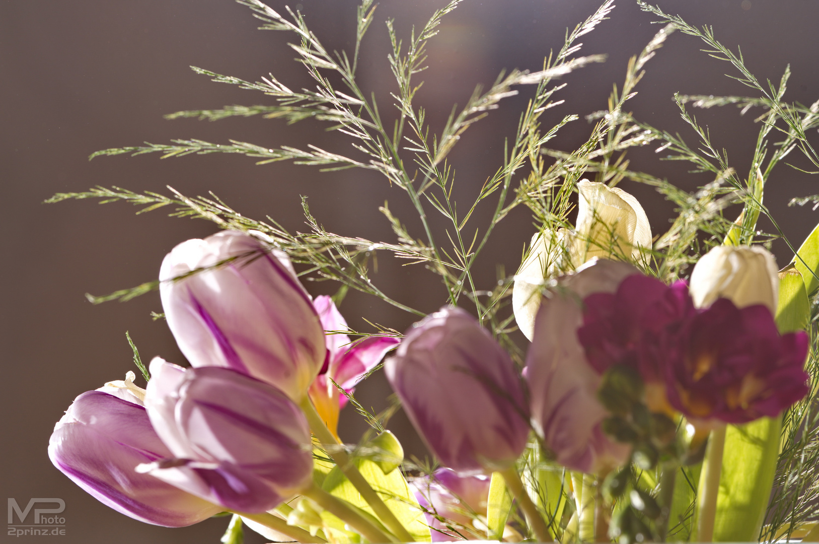 Tulpen im Gegenlicht