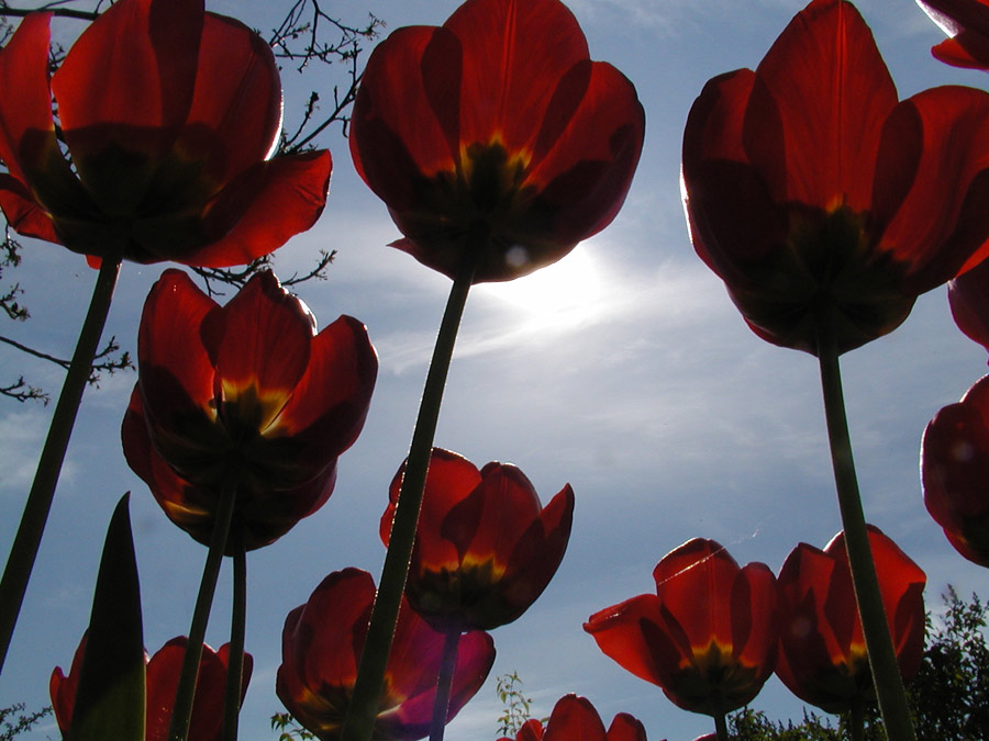 Tulpen im Gegenlicht