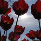 Tulpen im Gegenlicht