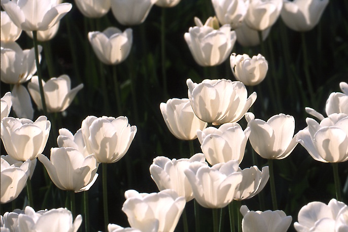 Tulpen im Gegenlicht.