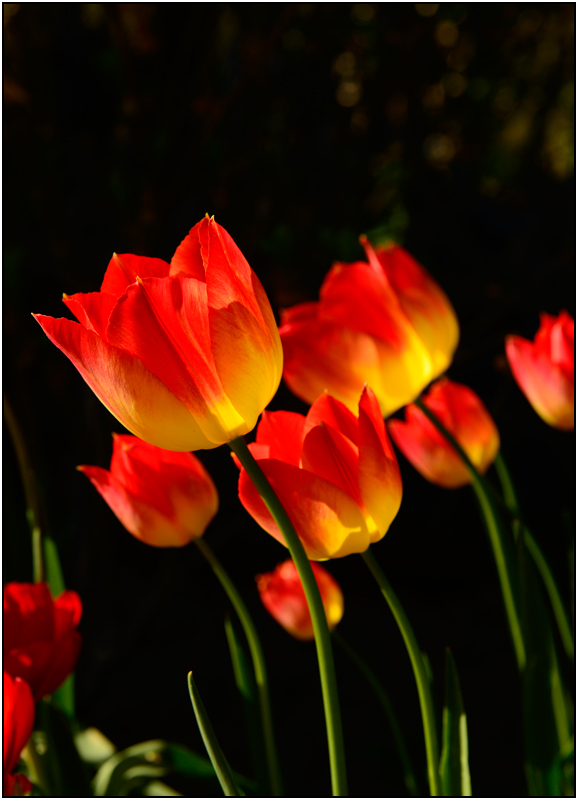 Tulpen im Gegenlicht ...