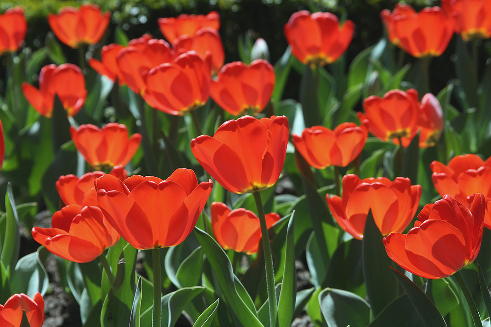 Tulpen im Gegenlicht