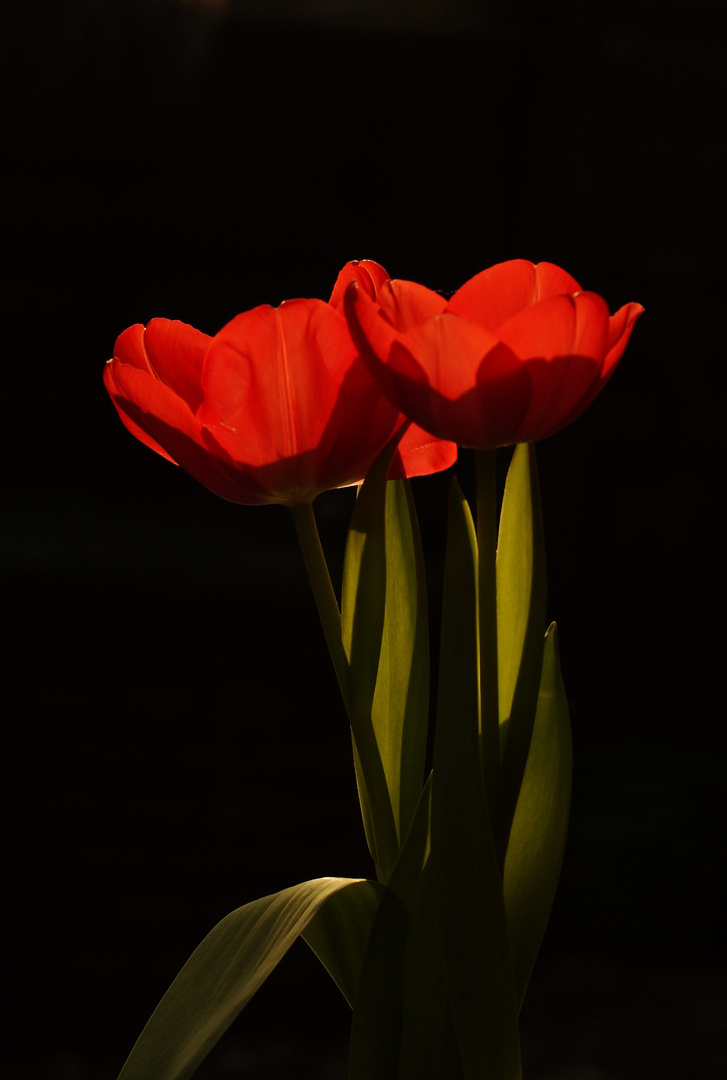 Tulpen im Gegenlicht.