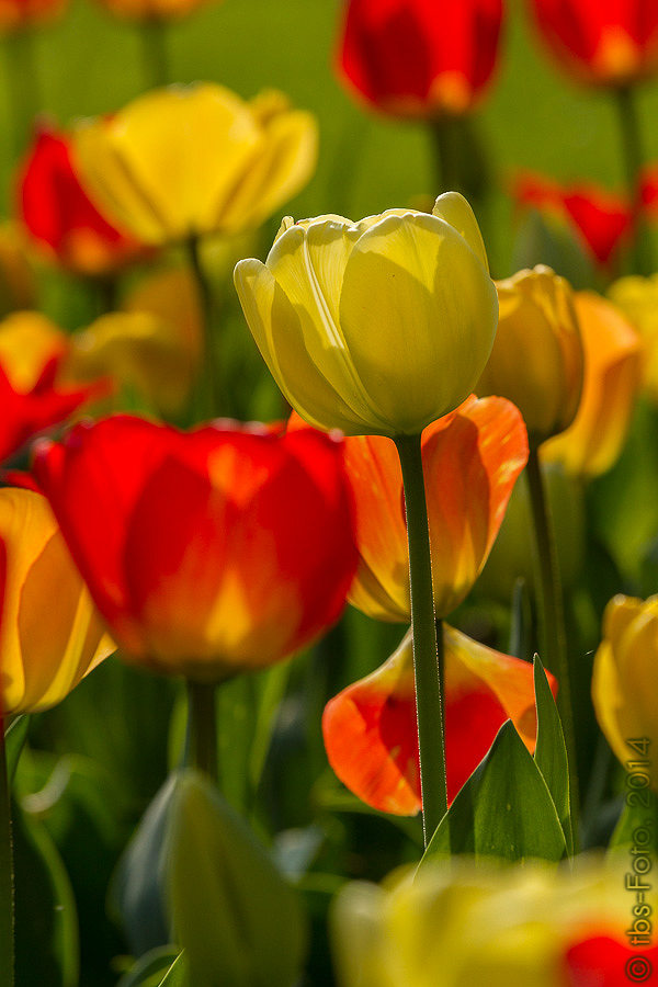 Tulpen im Gegenlicht