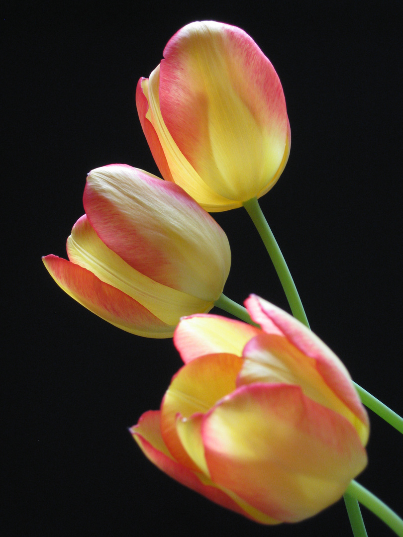 tulpen im gegenlicht
