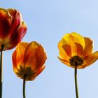 Tulpen im Gegenlicht