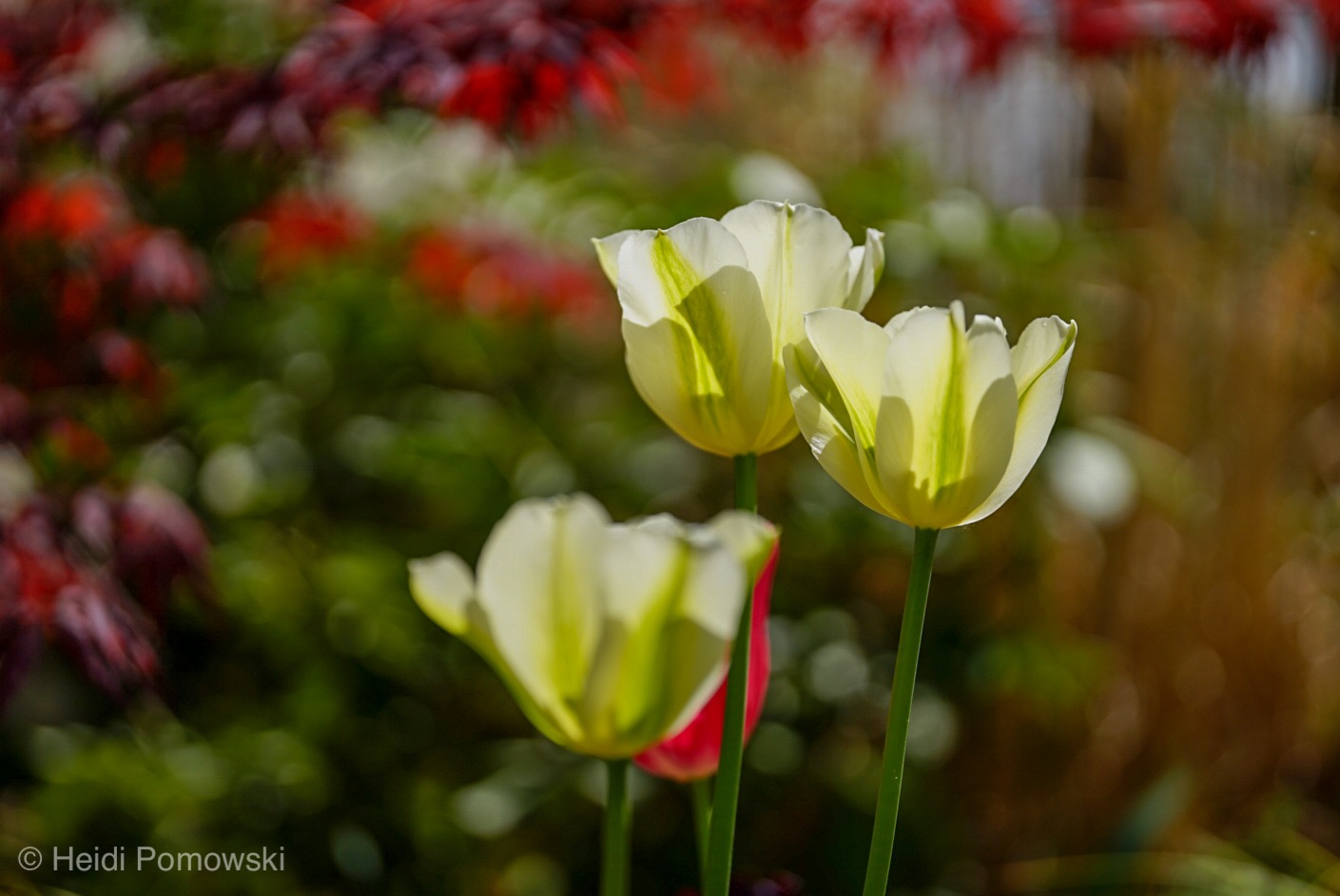 Tulpen im Gegenlicht