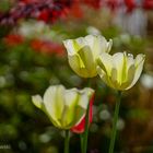 Tulpen im Gegenlicht