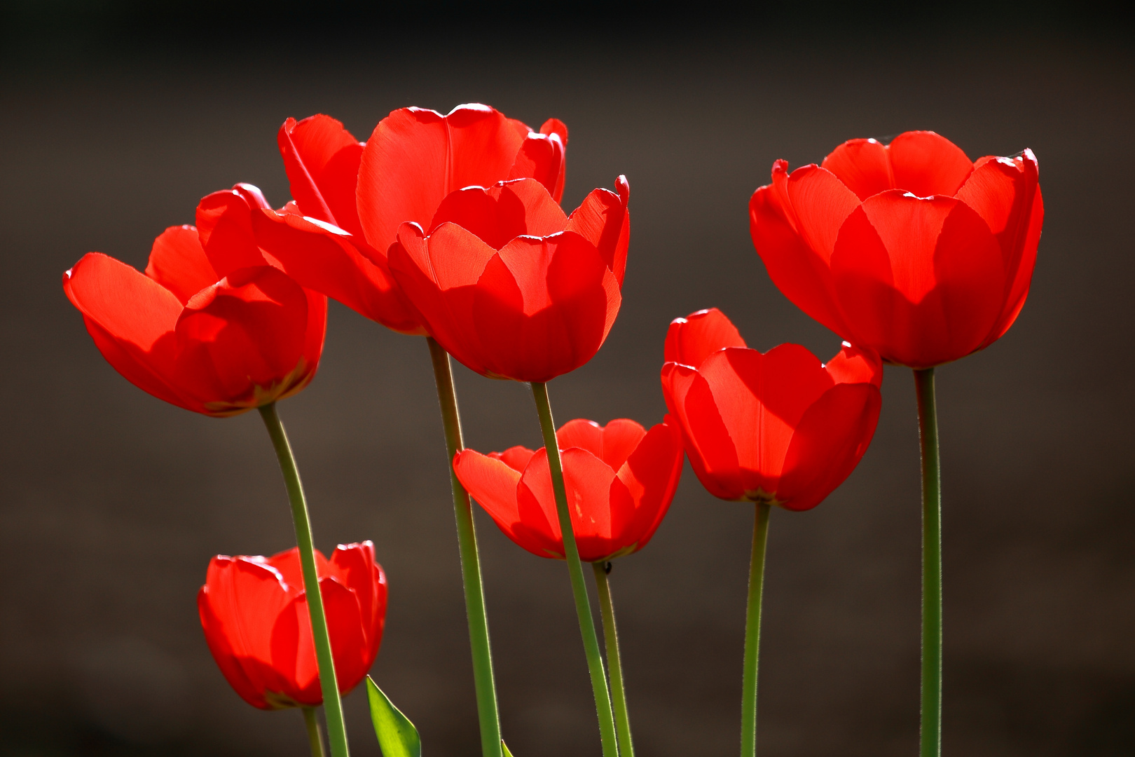 Tulpen im Gegenlicht...