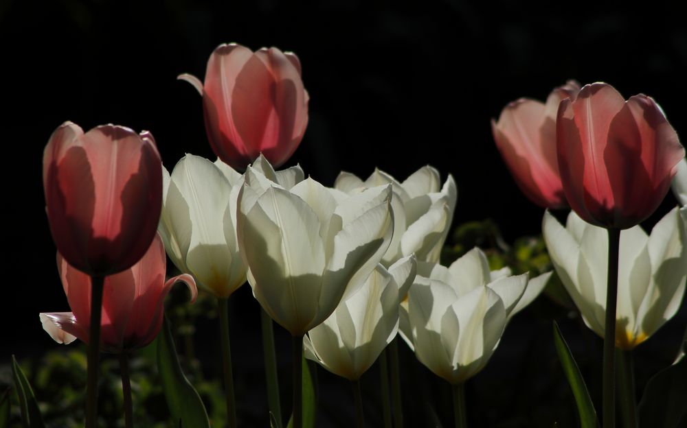 Tulpen im Gegenlicht