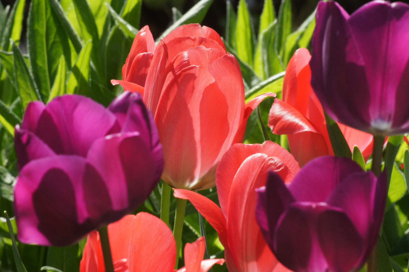 Tulpen im Gegenlicht