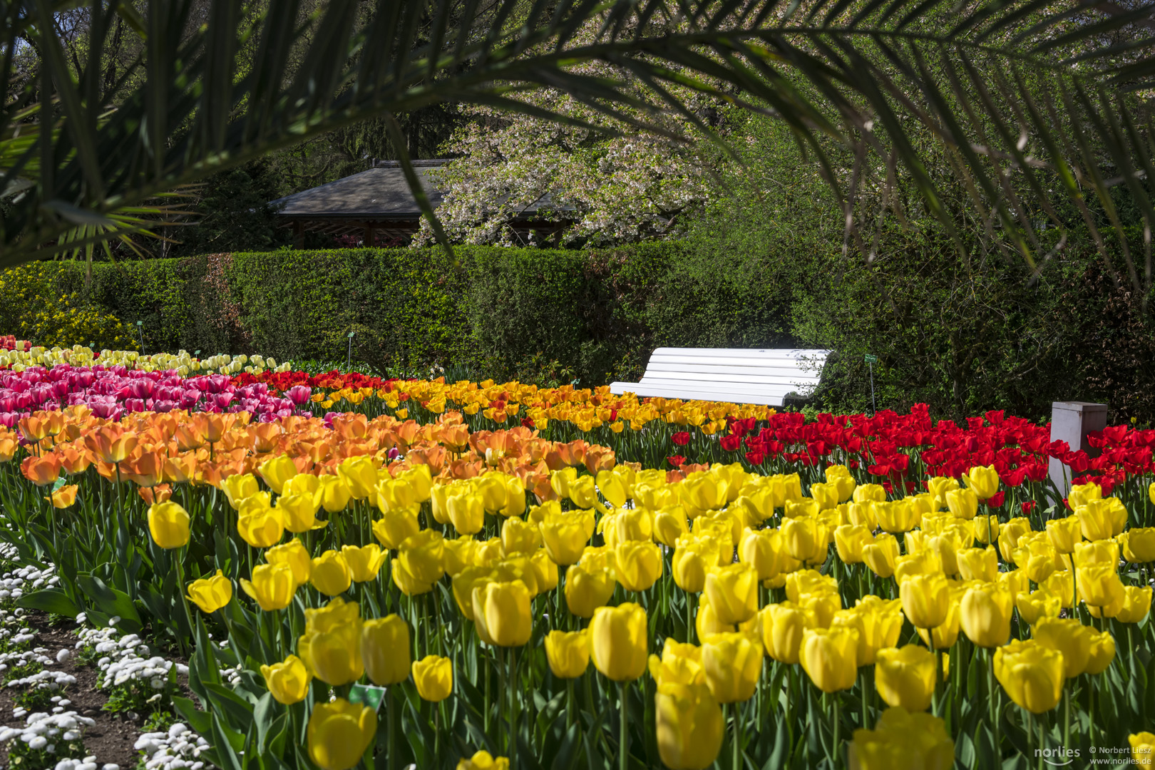 Tulpen im Gegenlicht