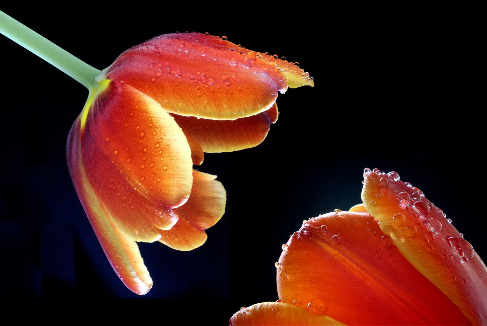 Tulpen im Gegensatz